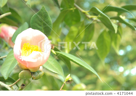 garden tree, camellia, japanese camellia 4171044