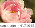 peony, bloom, blossom 4171045