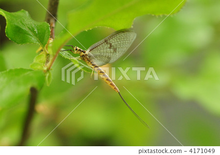 猴虎的丹 4171049