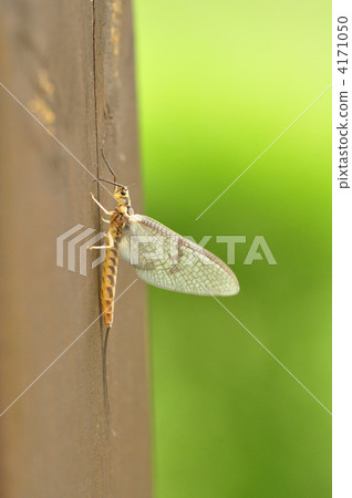 猴虎的丹 4171050