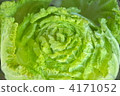 napa cabbage, foodstuff, vegetables 4171052