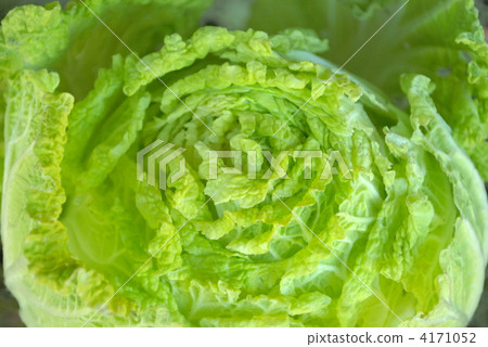 napa cabbage, foodstuff, vegetables 4171052