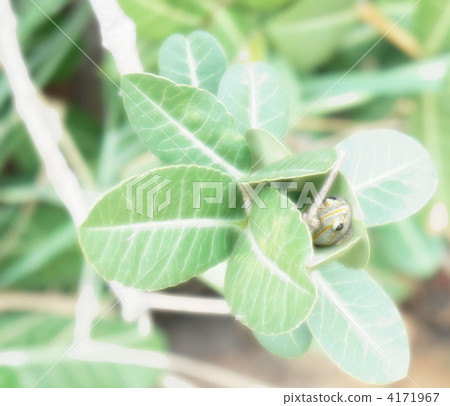 foliage, leaf, leafs 4171967