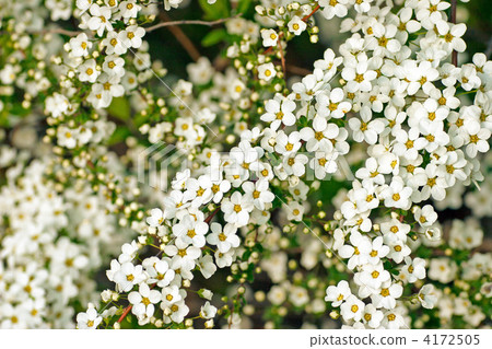 spiraea thunbergii, baby's breath spirea, spirea thunbergii 4172505