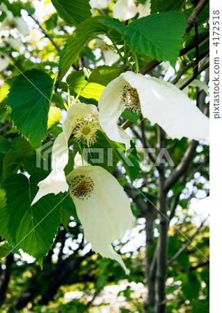 handkerchief tree, bloom, blossom 4172518