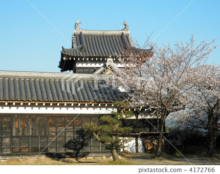 Cherry blossoms at Koriyama castle 4172766