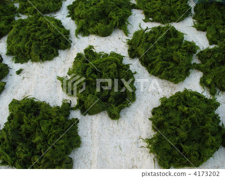 湄公河上的“河流紫菜”（瑯勃拉邦/老撾） 4173202