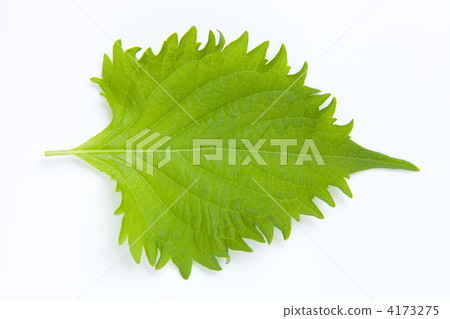 Shiso leaves 4173275
