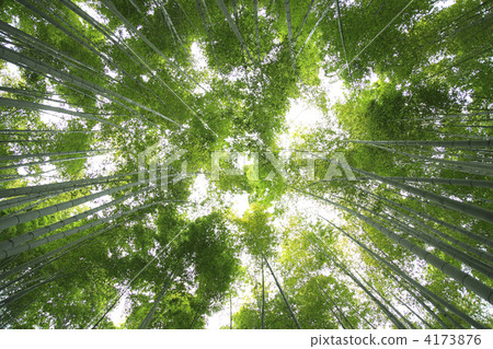 竹林景觀抬頭 4173876