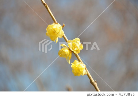 Sosin Ryubai 4173955