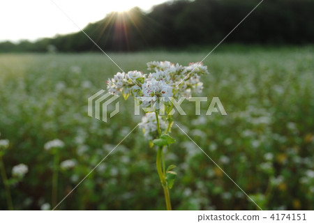 鄉村景觀 - 蕎麥花（1） -  4174151