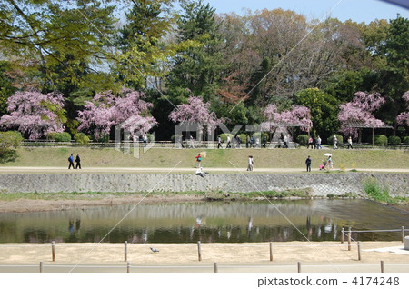 Kyoto Kamogawa Half-tree Road Cherry Blossoms 4174248