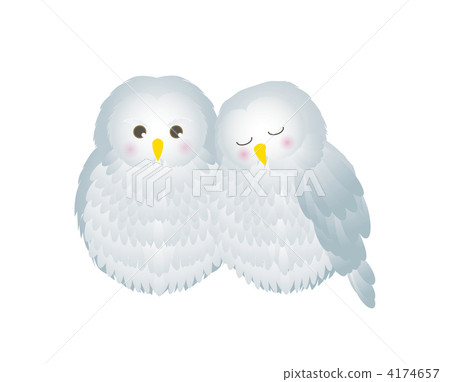 夫妻貓頭鷹 4174657