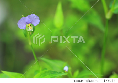 紫色的草 4175018