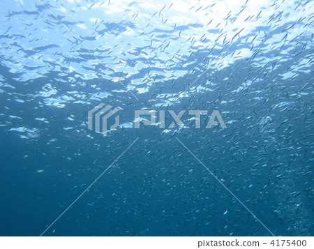 魚群 銀色條紋輪鯡魚 鹹水魚 4175400