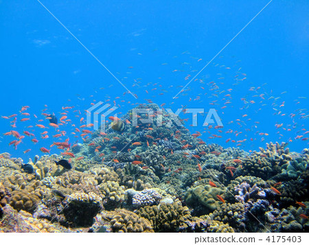 魚群 橙色鱸魚 海底 4175403