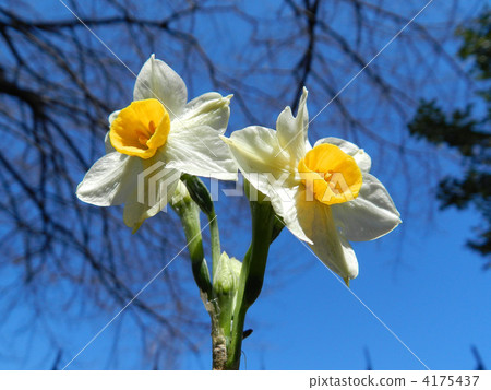 Nihonseizen (Japan Narcissus) 4175437