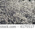 Magnolia forest 4175517