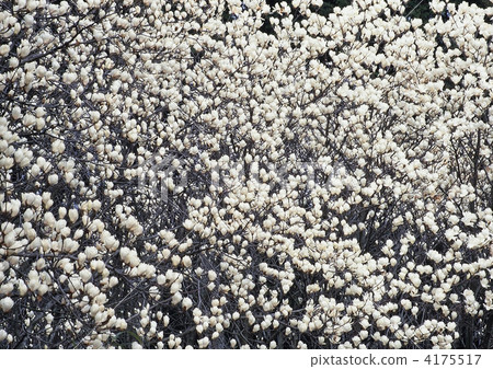 Magnolia forest 4175517