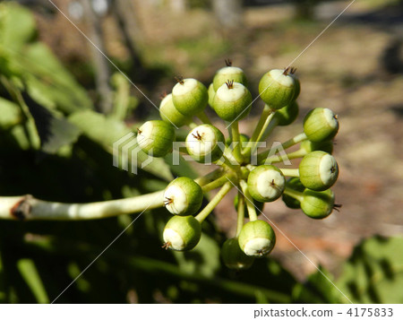 幼苗的果實 4175833
