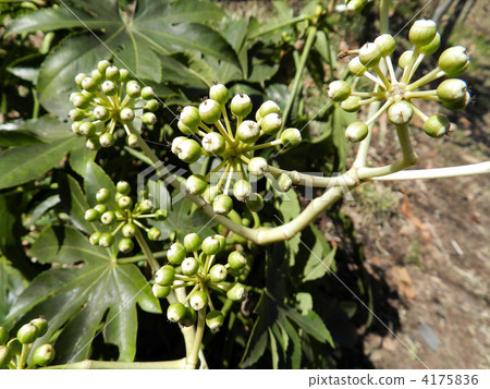 幼苗的果實 4175836