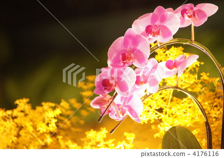 蝴蝶蘭·蘭科35 蝴蝶蘭·蘭科35 4176116