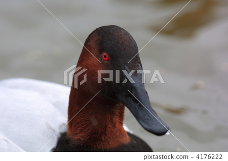 Canvasback 4176222