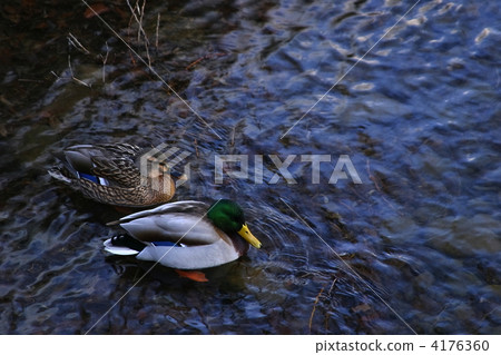 duck, bird, birds 4176360