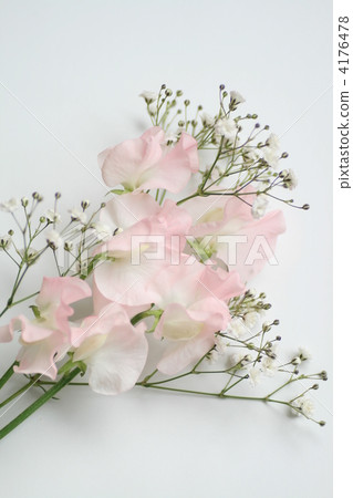 Sweet pea & blurred grass 4176478