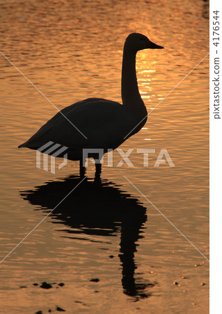 swan, swans, shorebird 4176544