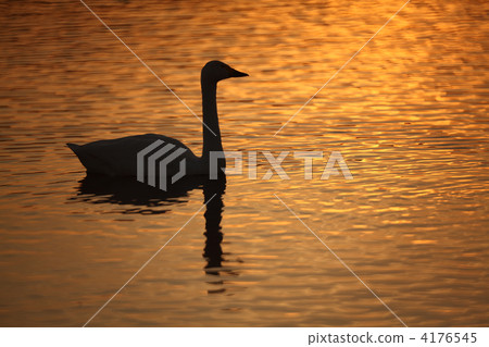 swan, swans, shorebird 4176545