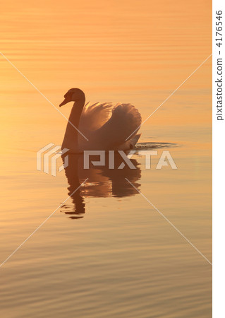 swan, swans, shorebird 4176546