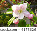 Apple flower 4176626