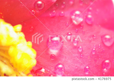 Sasanqua花瓣Waterdrop Sasanqua花瓣Waterdrop 4176975