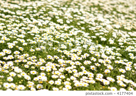 北極Chrisanmaem 北極Chrisanmaem 4177404