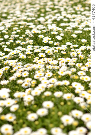 北極Chrisanmaem 4177406