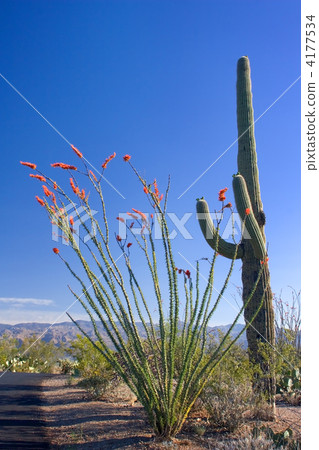 仙人掌 仙人掌 4177534