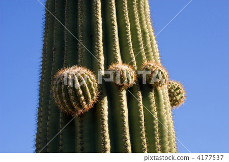 仙人掌兒 4177537