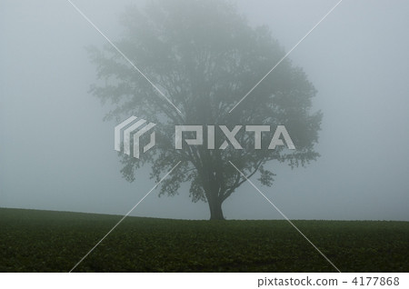 A big tree in the fog A big tree in the fog 4177868