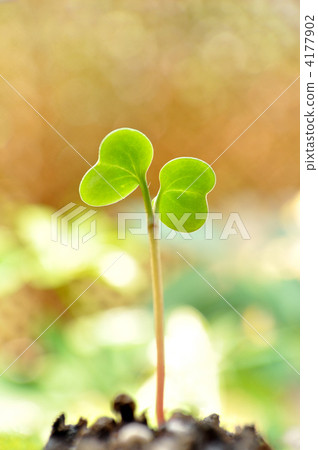 sprout, germinating, germination 4177902