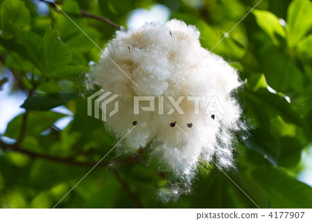 棉花樹 4177907