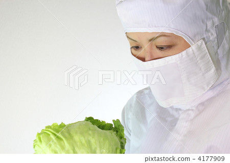 生菜不育栽培 生菜不育栽培 4177909