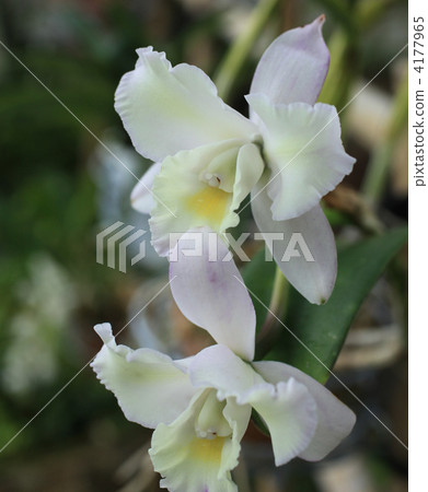 西方蘭花 洋蘭 植物 4177965