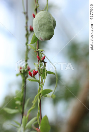紅色 植物 植物學 4177966