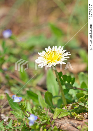 白色香蕉蒲公英 4177967