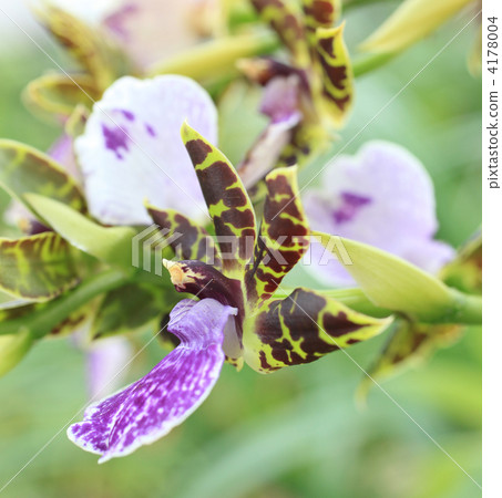 西方蘭花 植物 植物學 4178004