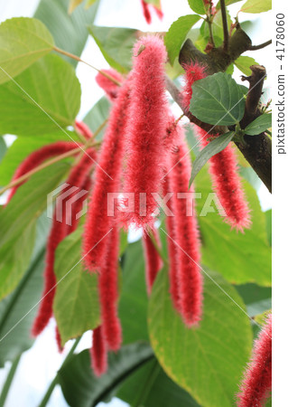 chenille plant, bloom, blossom 4178060