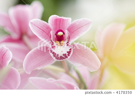 Cymbidium 4178350