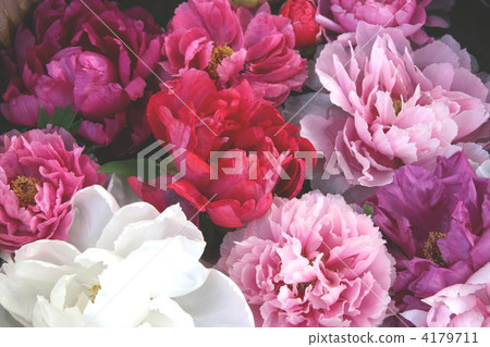 牡丹花各種各樣 4179711