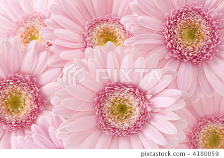 A lot of Gerbera 4180059